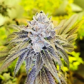 Double Slurry > Pheno Finder Seeds